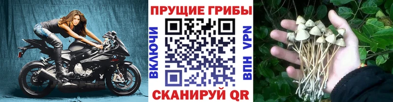 Галлюциногенные грибы Psilocybe  где купить   Арсеньев 
